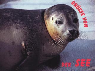 Seehundx